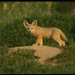 Дима, Москва