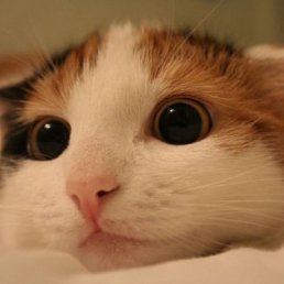 Света, Москва