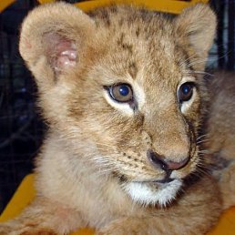 Полинчик, Санкт-Петербург