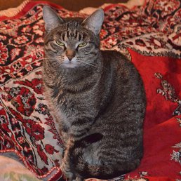 Господин, Красноселькуп