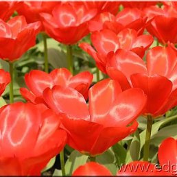 Жук, Белая Церковь