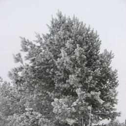 Маруся, Звенигород