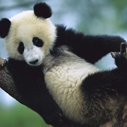 Илюшка, Долгоруково