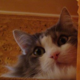 Смешарик&trade;, Михайловка