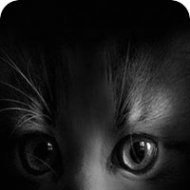 Антон, Киев