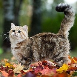 Настя, Инза