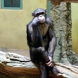 Паша, Запорожье