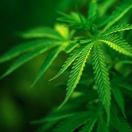 Надя, Стрежевой