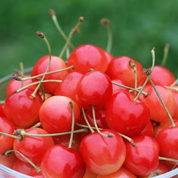 Коля, Москва